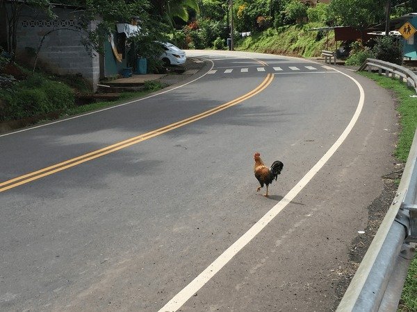 Juego chicken road - Descubre el MISTERIO DE LA CARRETERA DE LA PAVOA en España